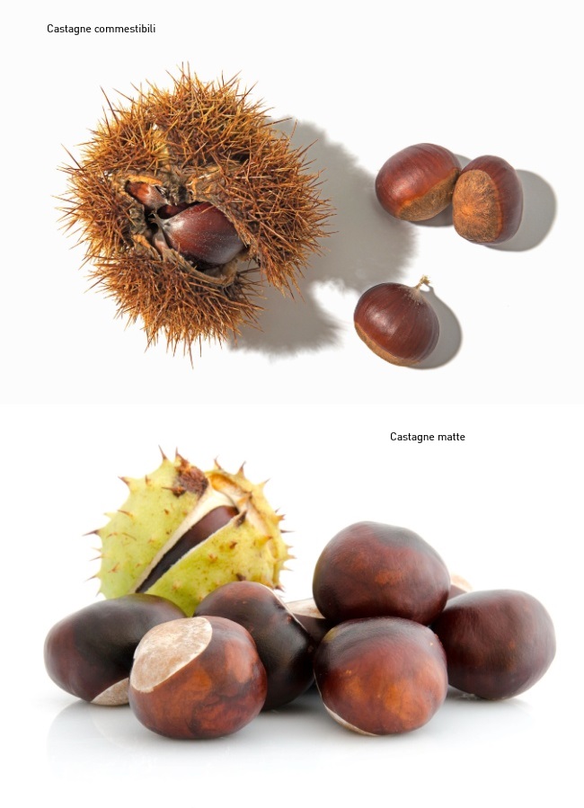 Confronto castagne commestibili e castagne matte
